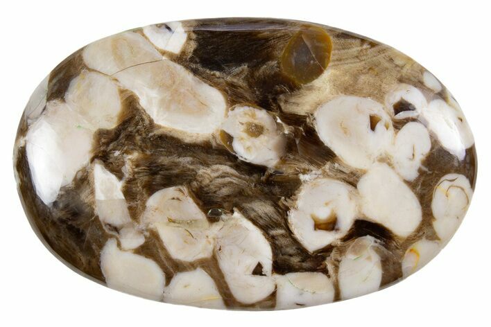 Polished Petrified Peanut Wood - Australia #341877